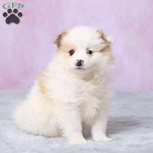Tulip, Pomeranian Puppy